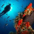 Scuba Diving